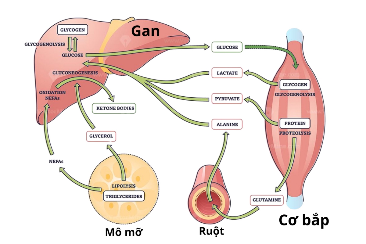 Chuyển hóa Carbohydrates: lưu trữ và giải phóng năng lượng